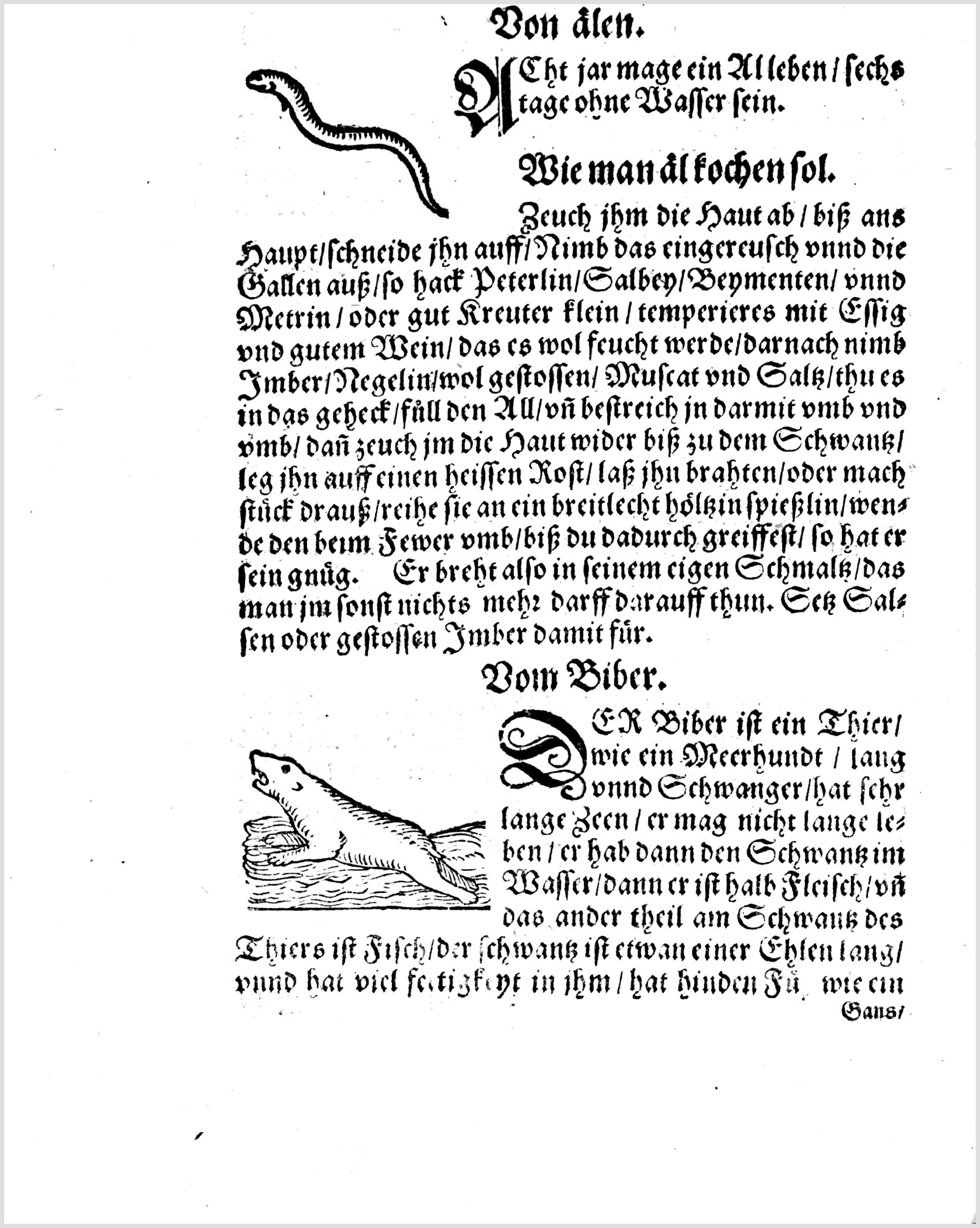 Der Biber: Tierbeschreibung und Castoreum — Originalseite aus Koch und Kellermeisterei