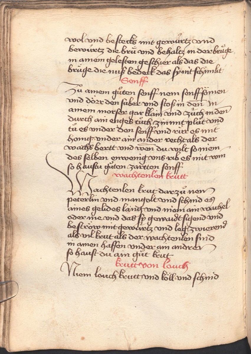 Süßer Senf mit Zimtblüte - Originalseite aus Münchner Kochbuchhandschriften (Cgm 384)