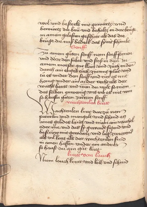 Süßer Senf mit Zimtblüte – Originalseite
