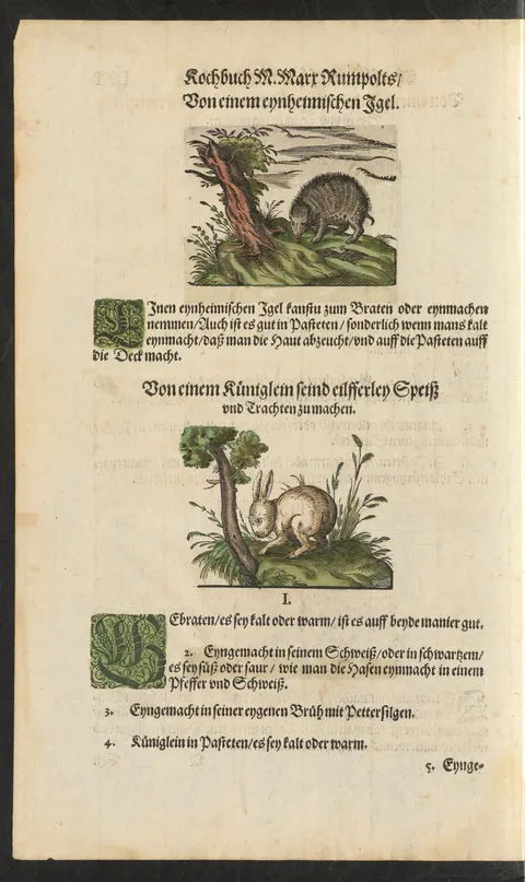Einheimischer Igel: gebraten, in Soße oder als Pastete mit der Haut auf dem Deckel – Originalseite