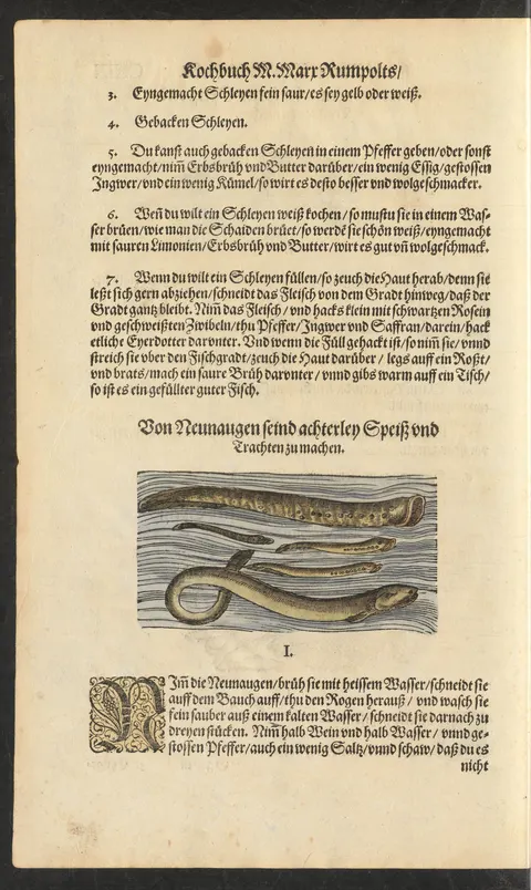Gebackene Schleien in Erbsenbrühe mit Butter, Essig, Ingwer und Kümmel – Originalseite